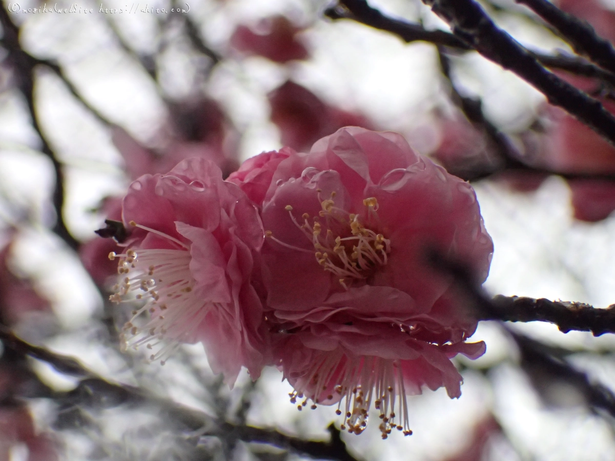 雪と梅の花 - 18