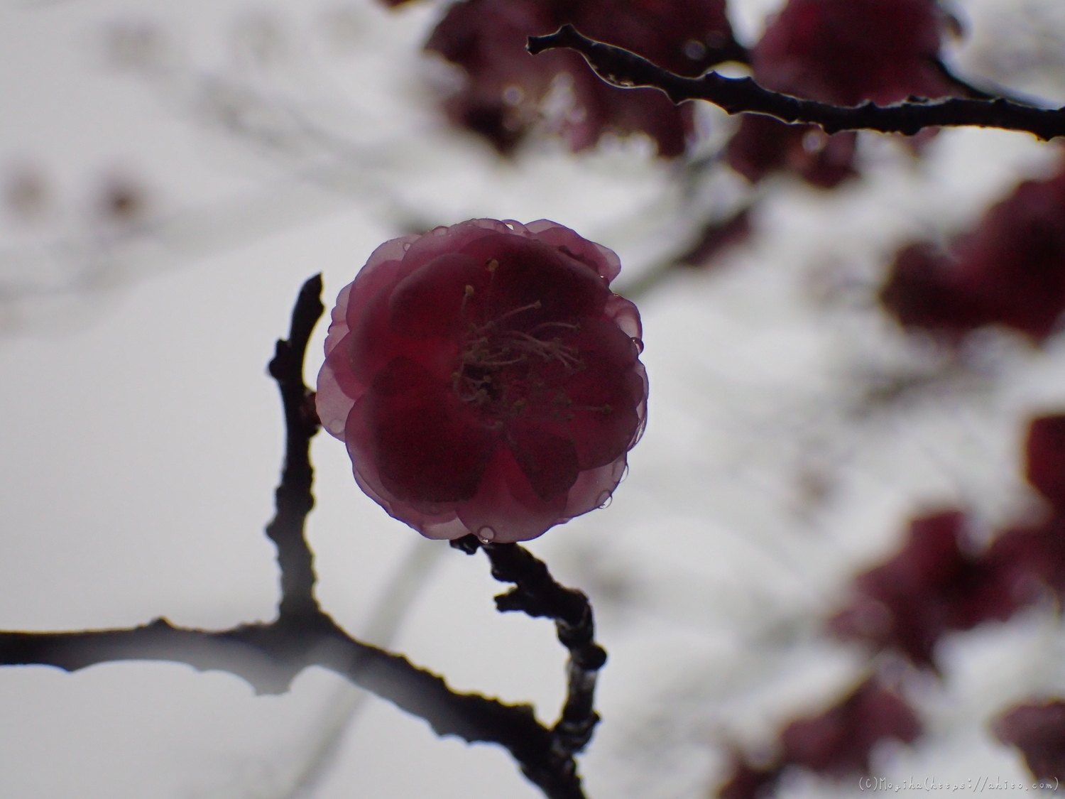 雪と梅の花 - 19