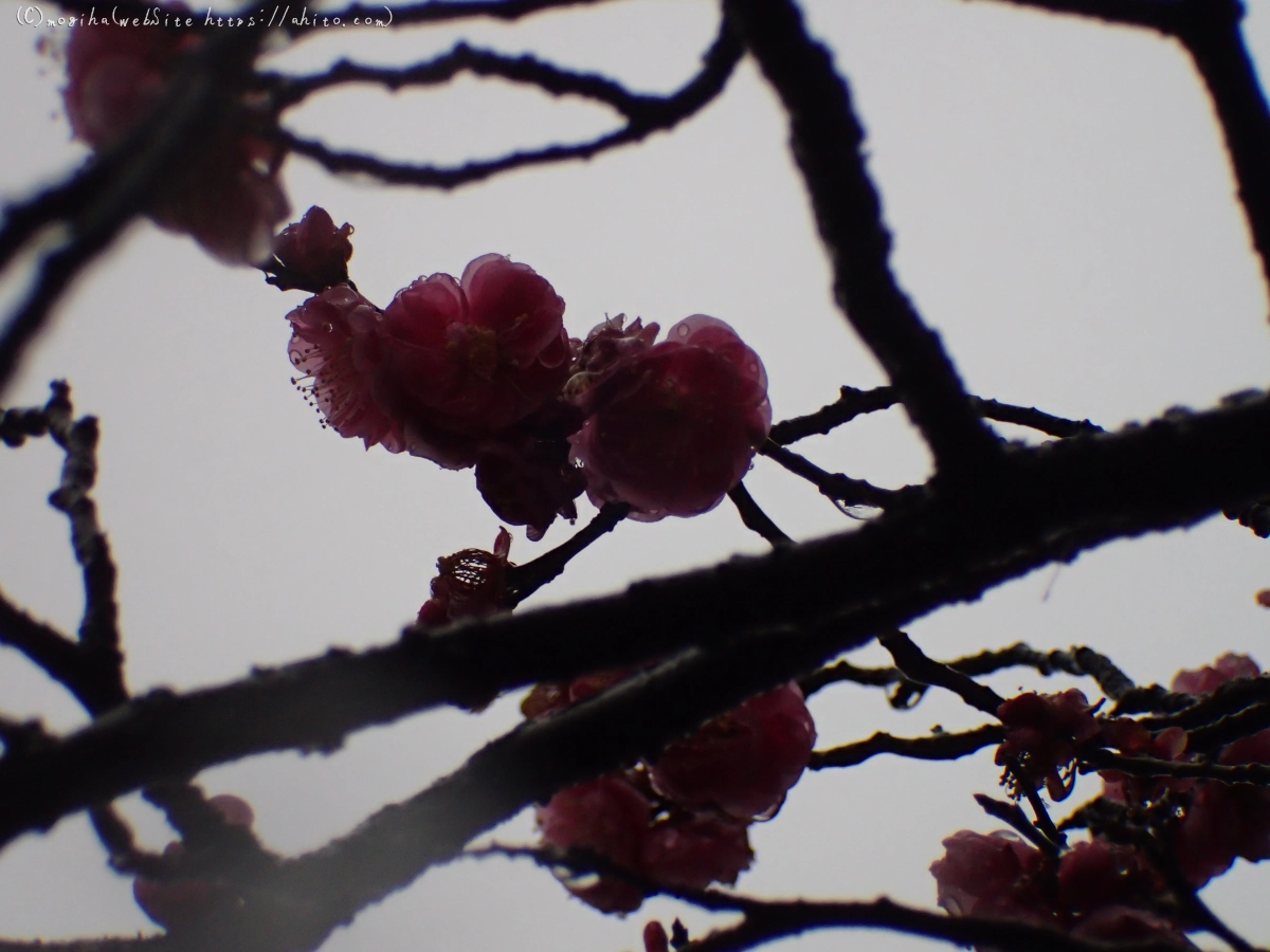 雪と梅の花 - 20