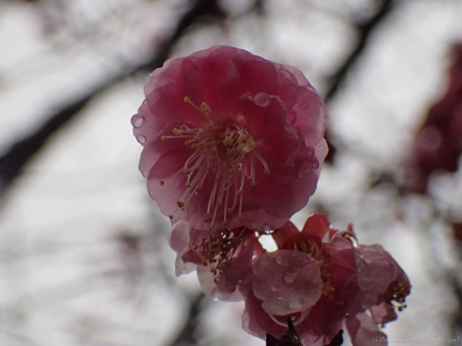 雪と梅の花 - 21