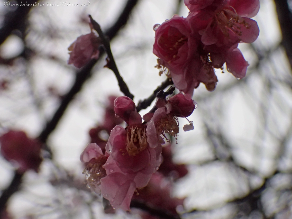 雪と梅の花 - 21