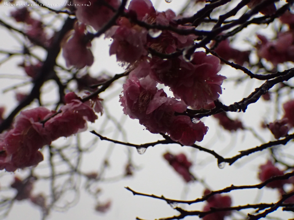 雪と梅の花 - 23