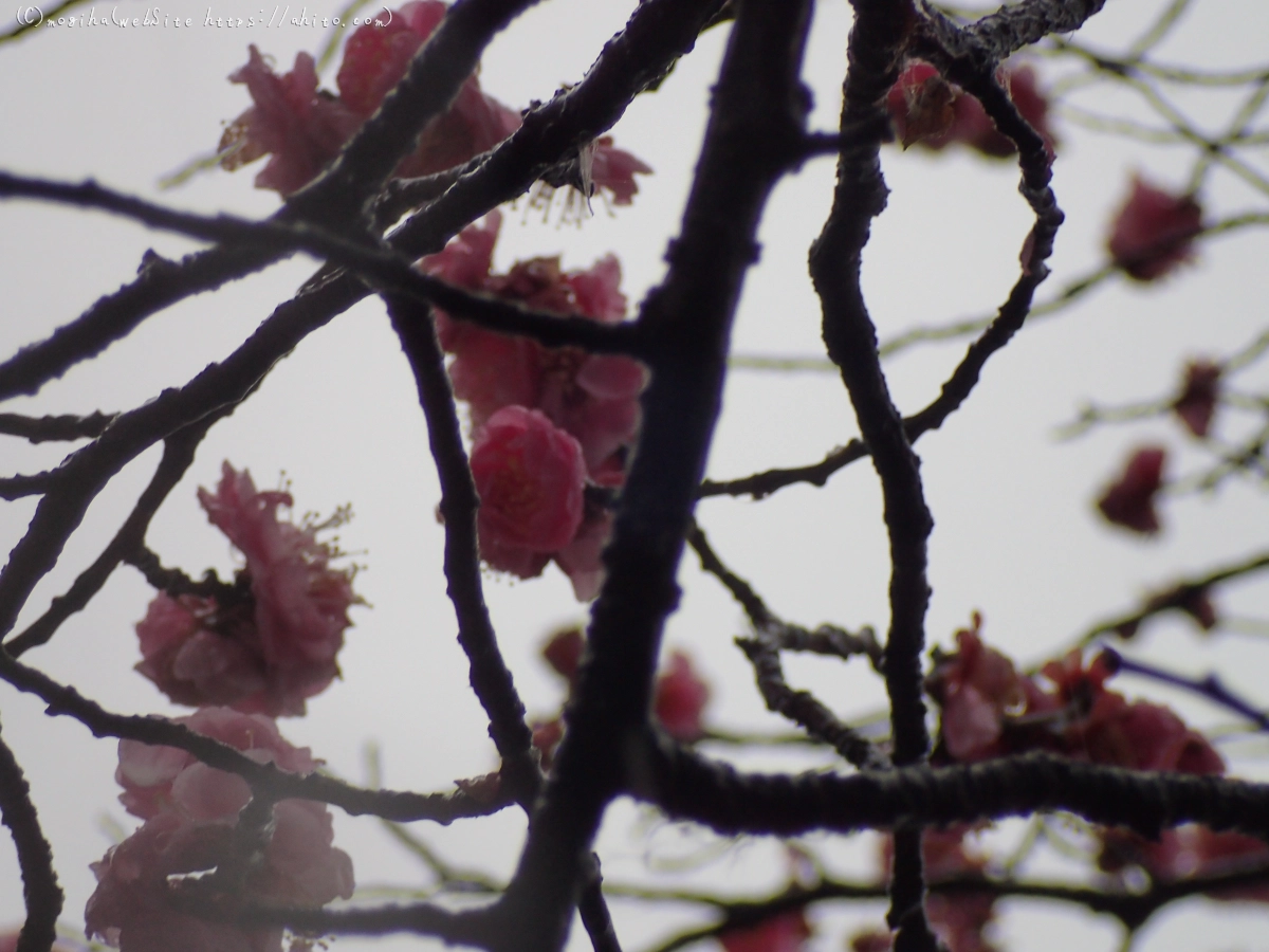 雪と梅の花 - 24