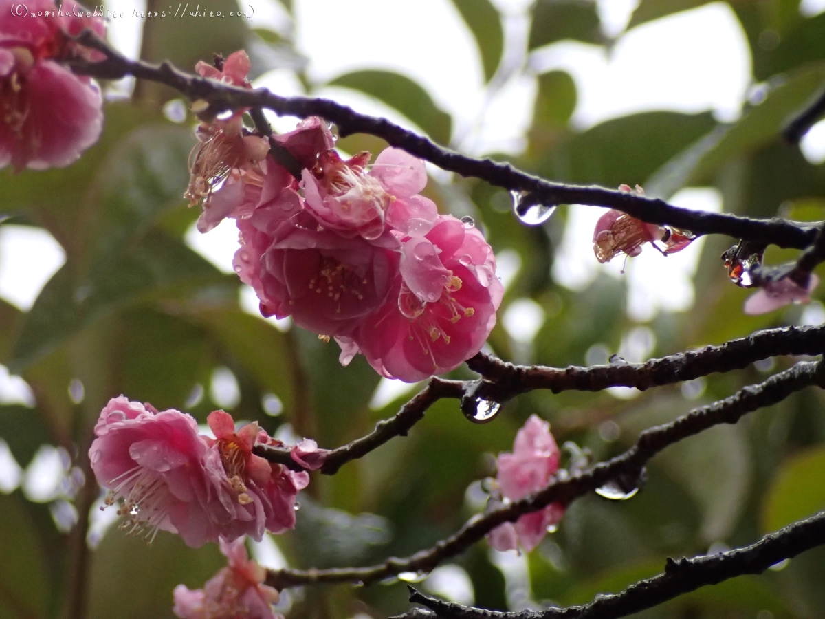 雪と梅の花 - 25