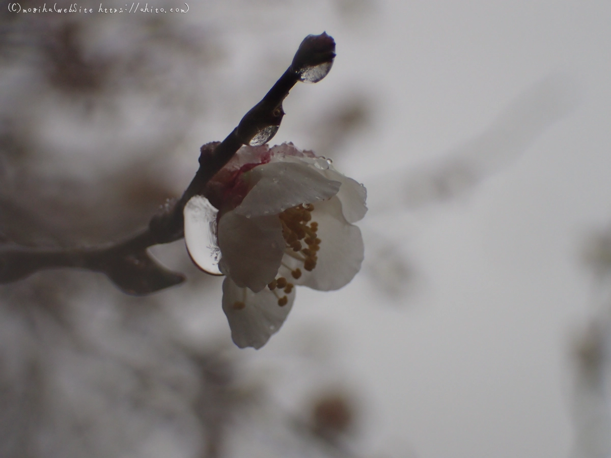 雪と梅の花 - 27