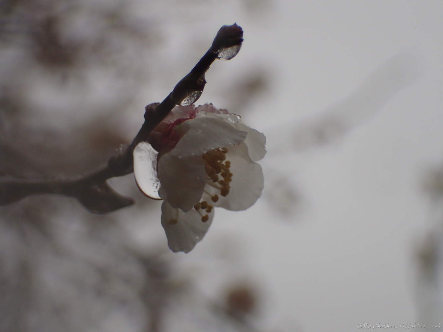 雪と梅の花 - 29