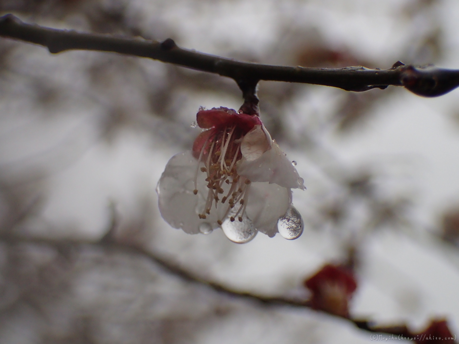 雪と梅の花 - 30