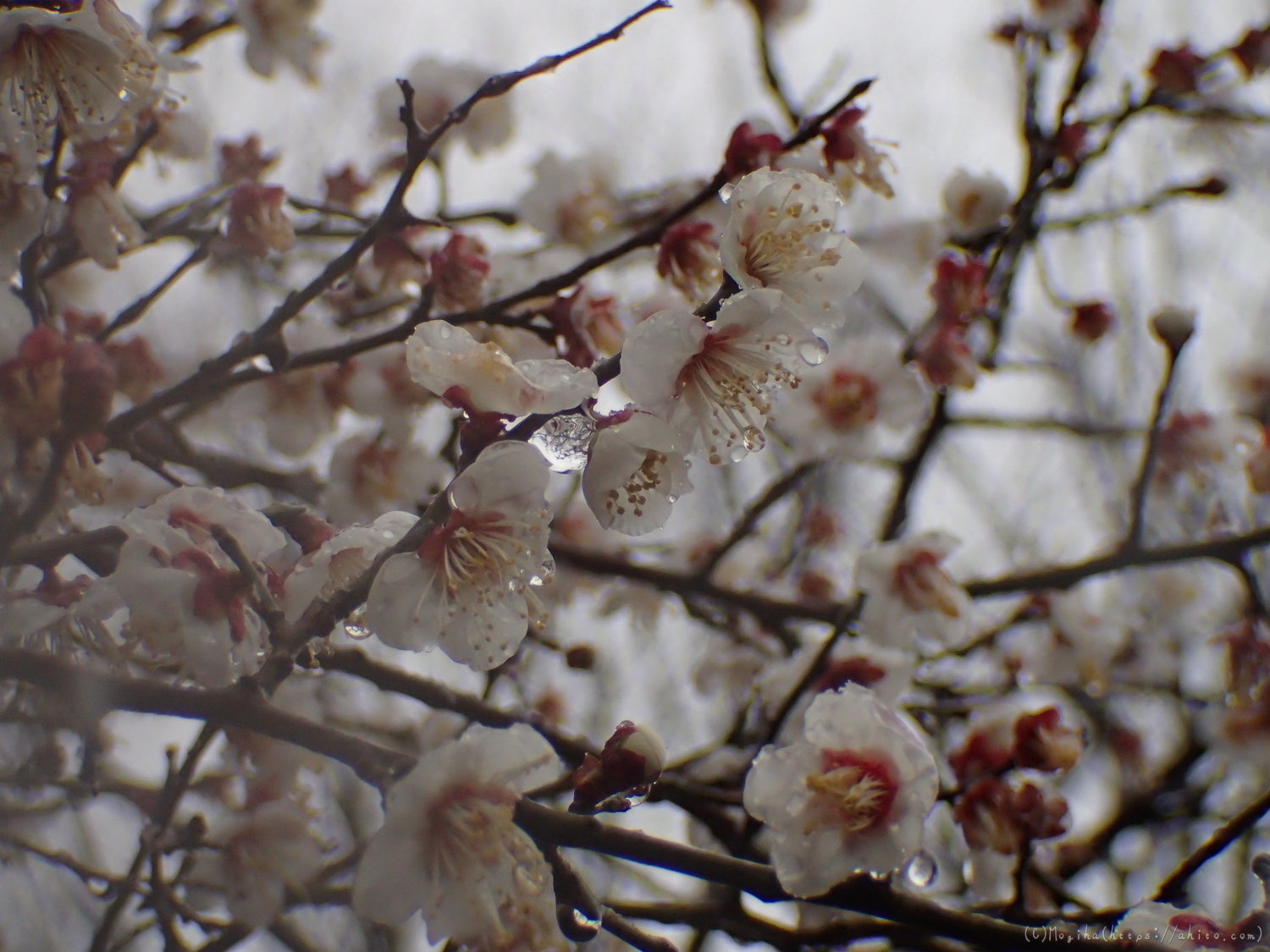 雪と梅の花 - 31