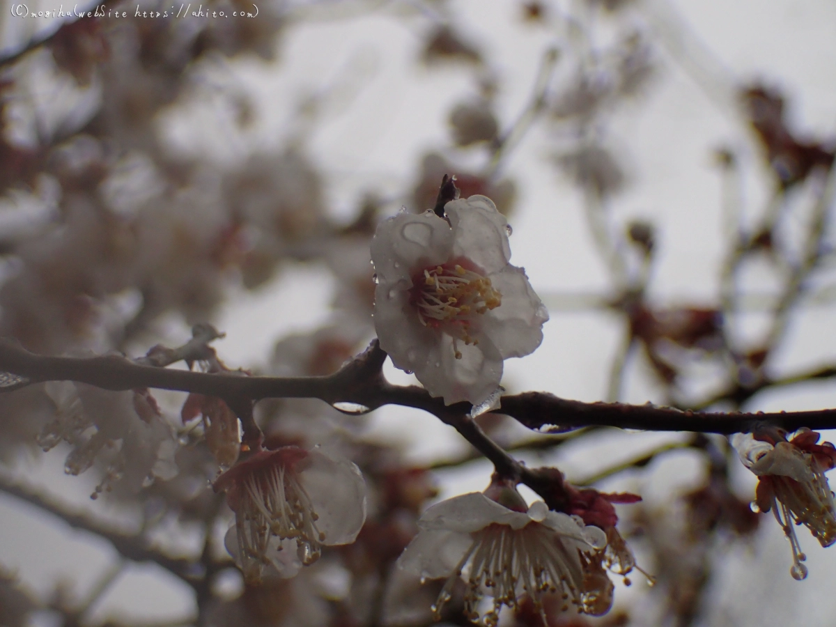 雪と梅の花 - 31