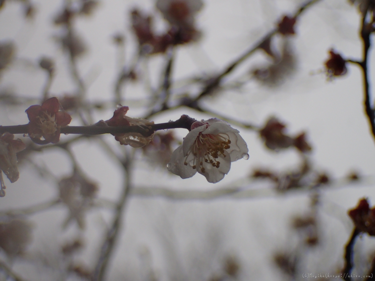 雪と梅の花 - 32