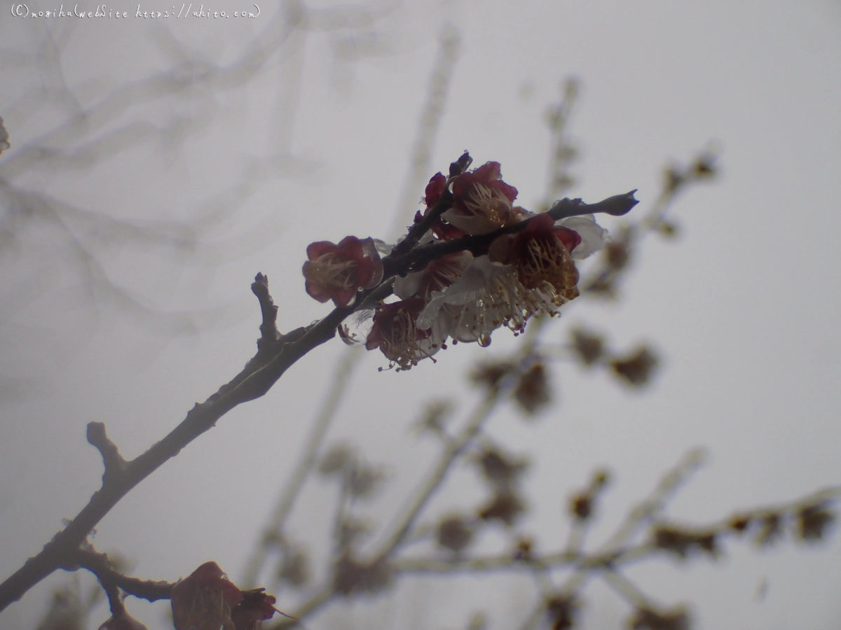 雪と梅の花 - 32