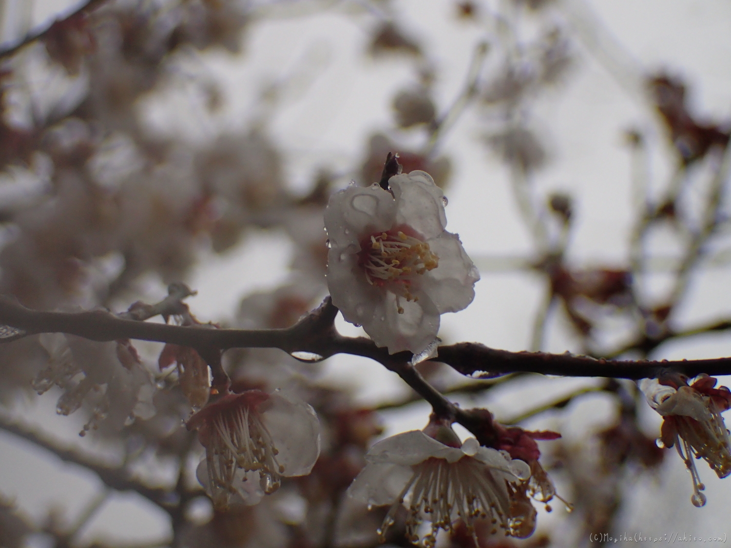 雪と梅の花 - 33