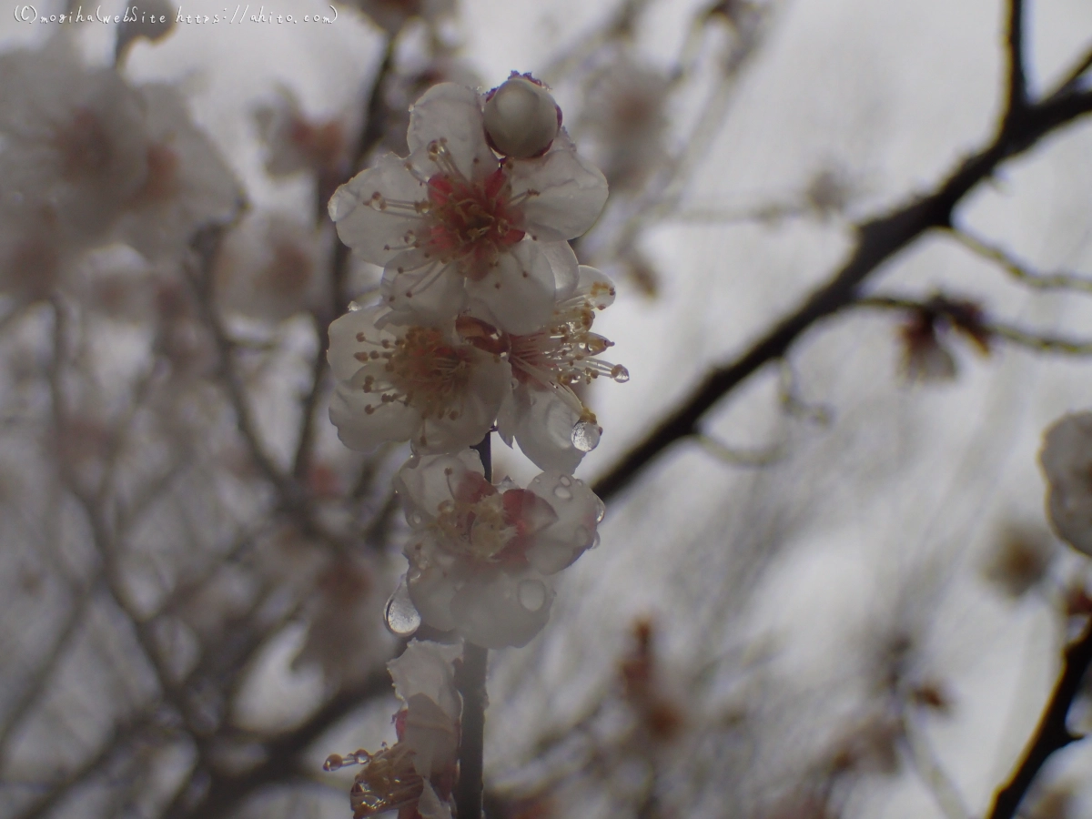 雪と梅の花 - 33