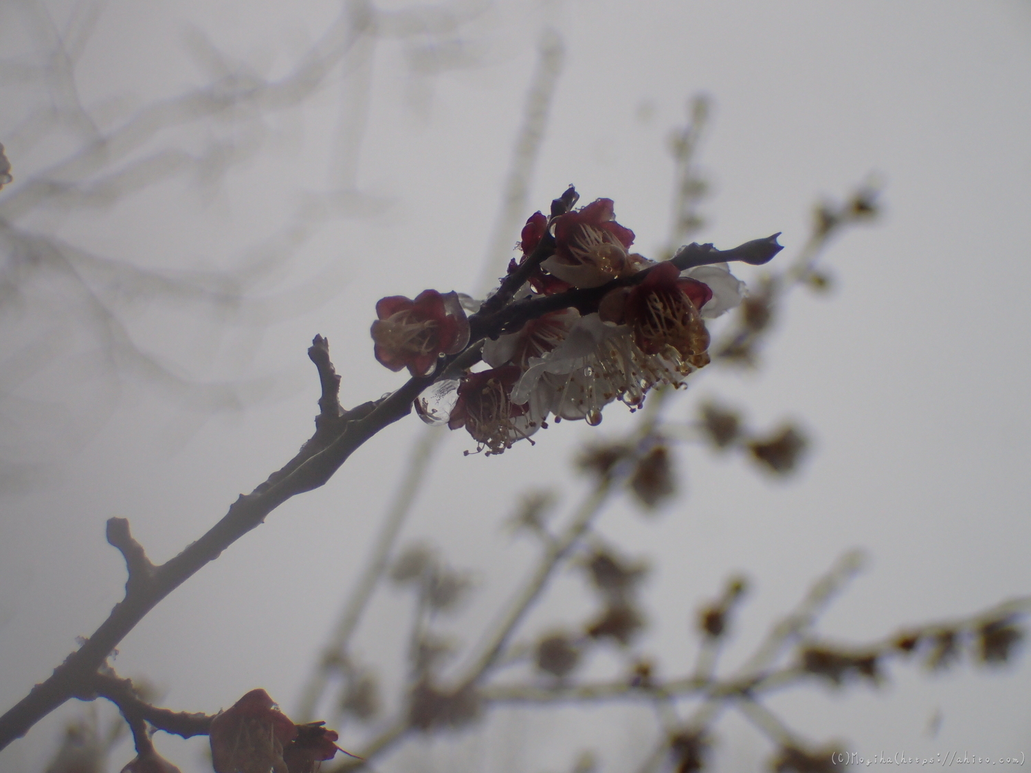 雪と梅の花 - 34