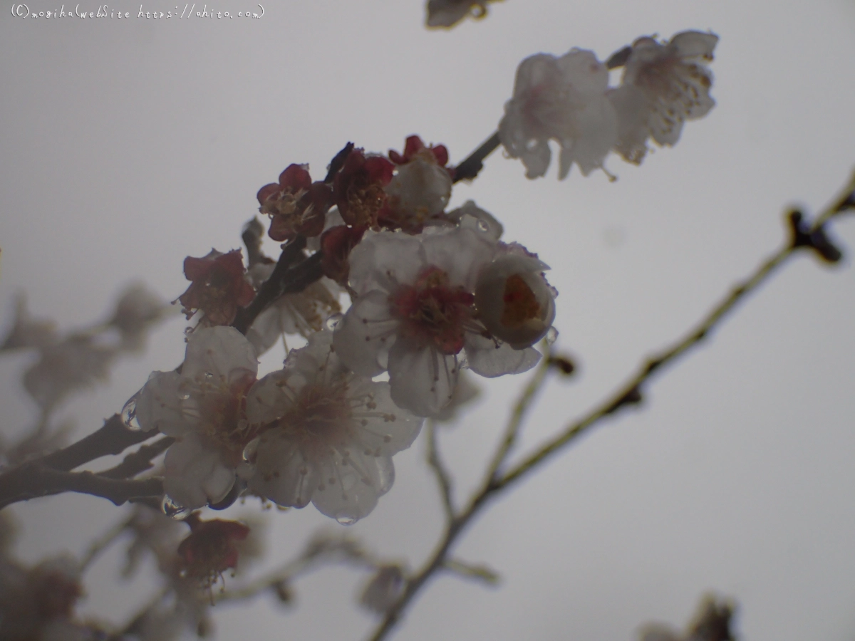 雪と梅の花 - 34