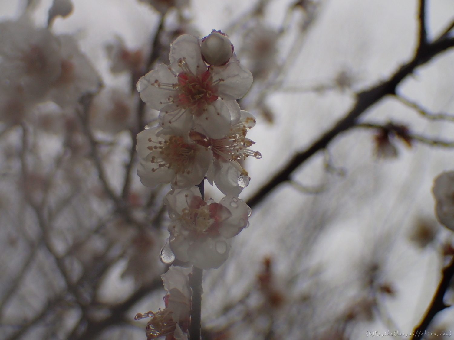 雪と梅の花 - 35