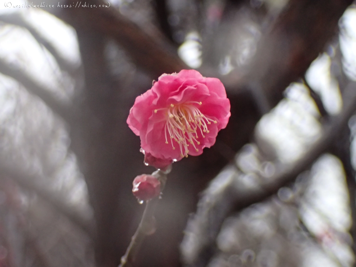 雪と梅の花 - 35