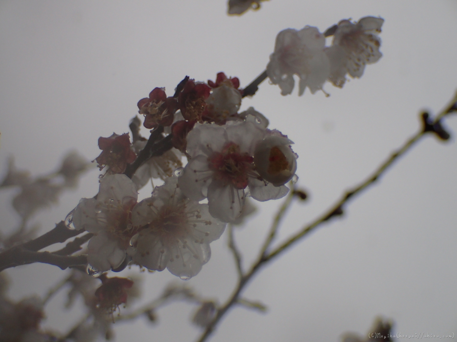 雪と梅の花 - 36