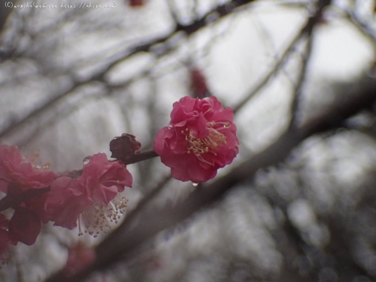 雪と梅の花 - 37