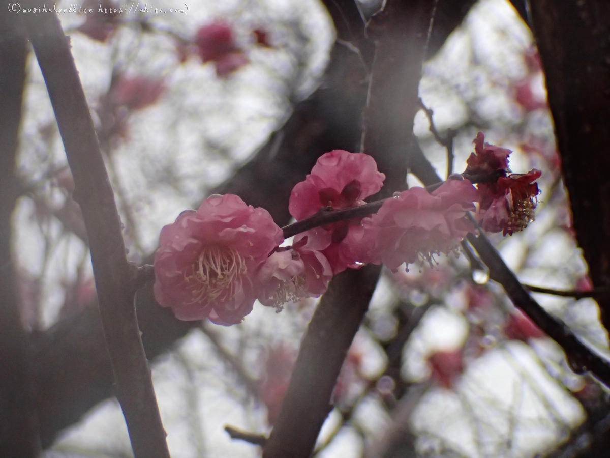 雪と梅の花 - 38