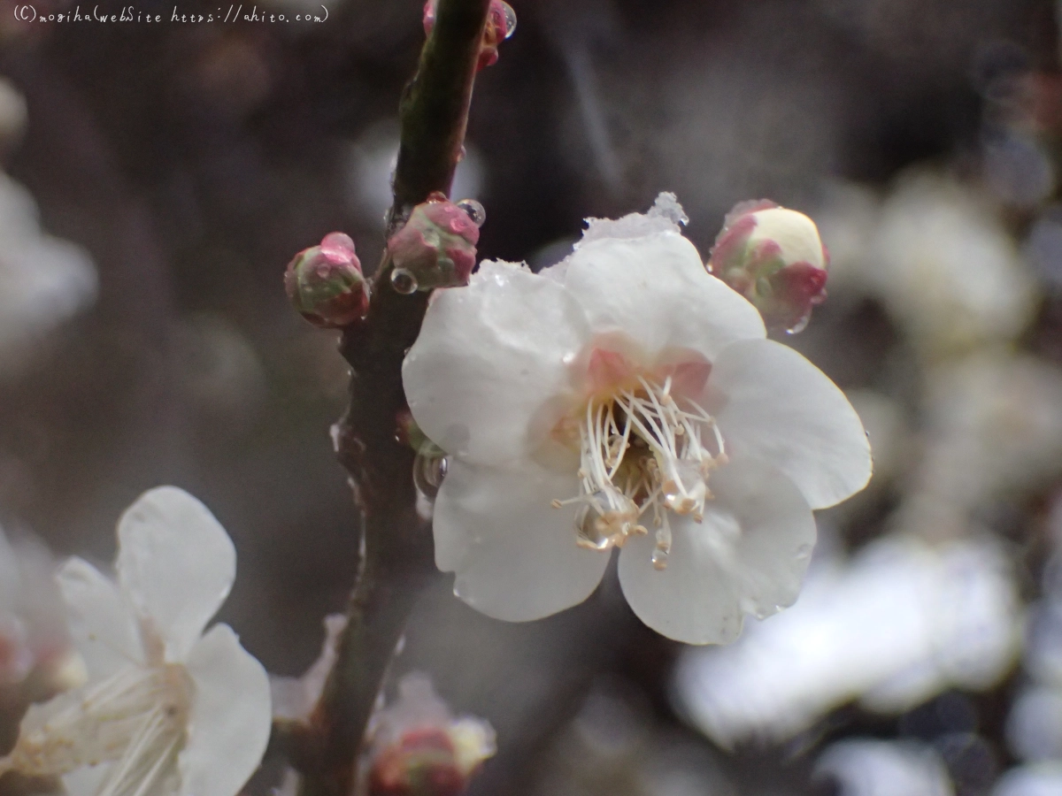 雪と梅の花 - 39