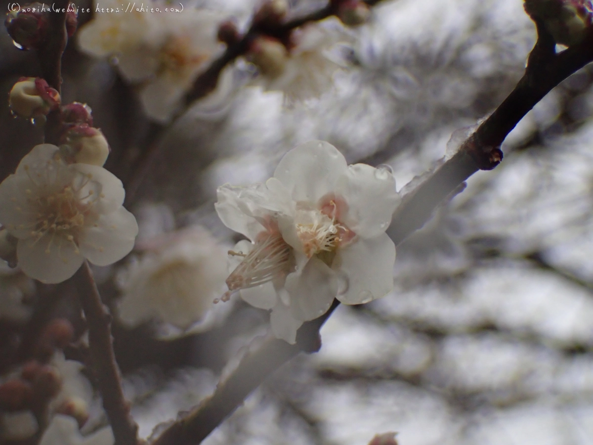 雪と梅の花 - 40