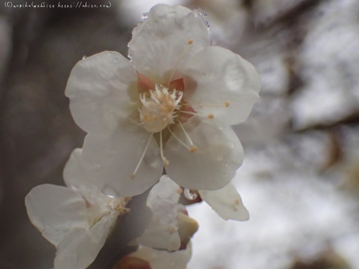 雪と梅の花 - 41