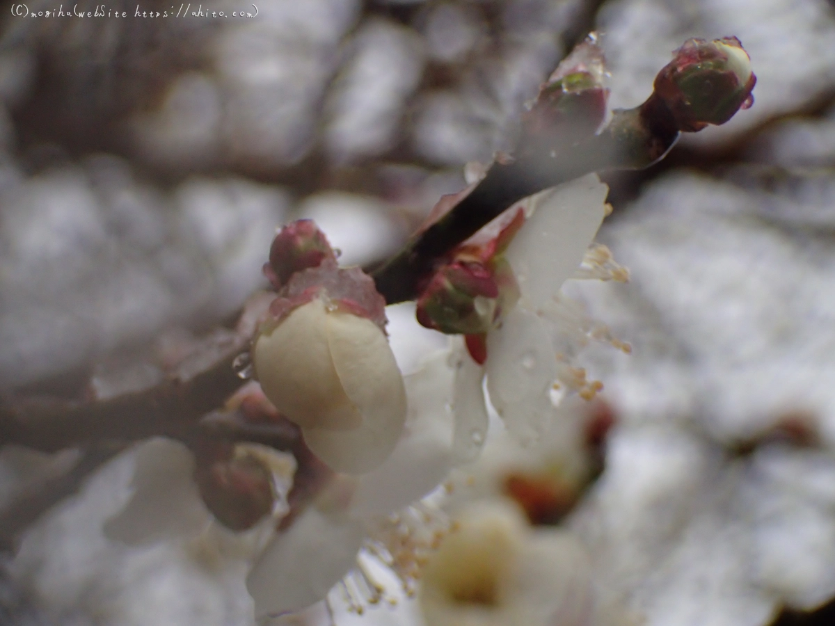 雪と梅の花 - 43