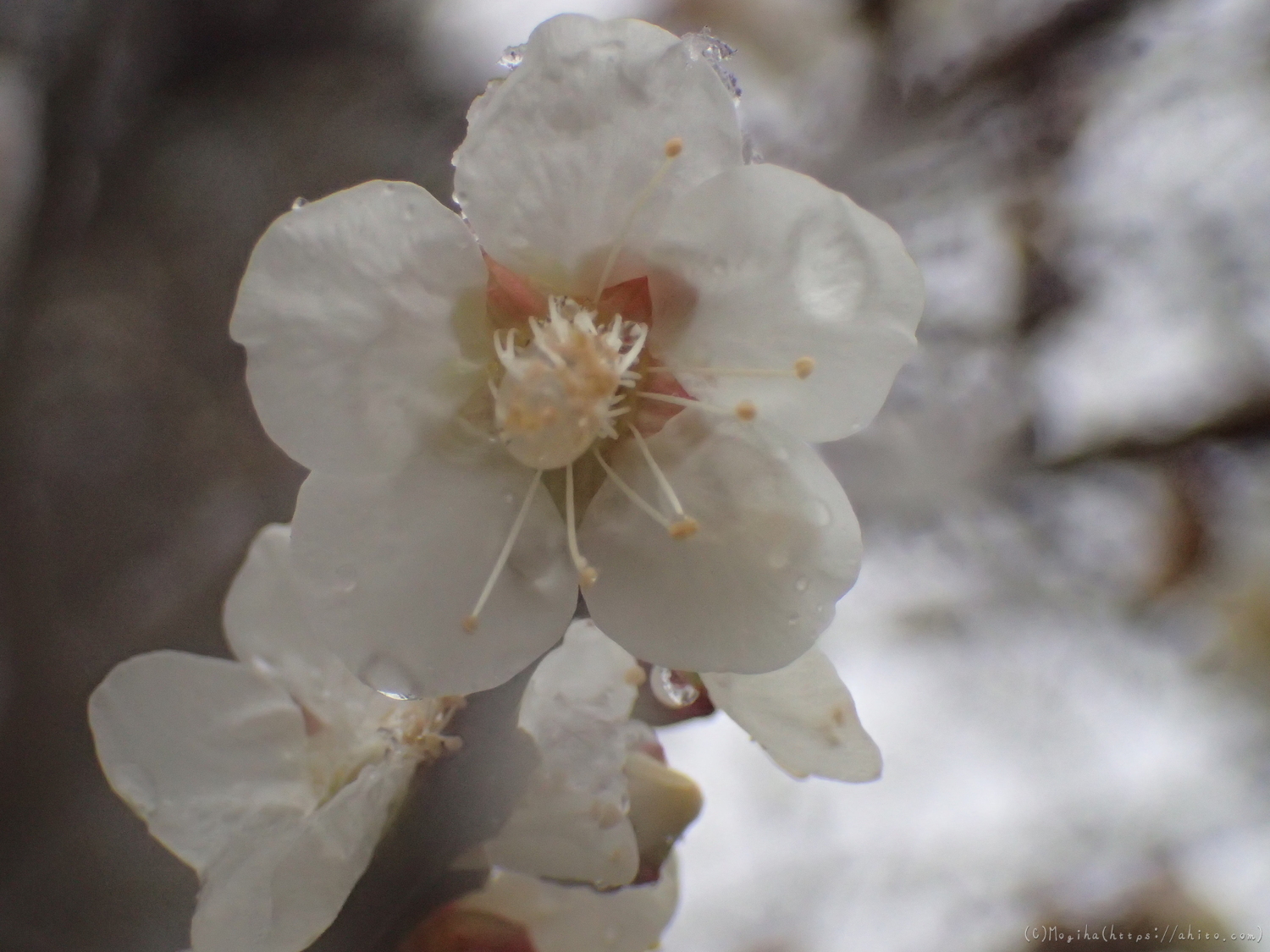 雪と梅の花 - 44