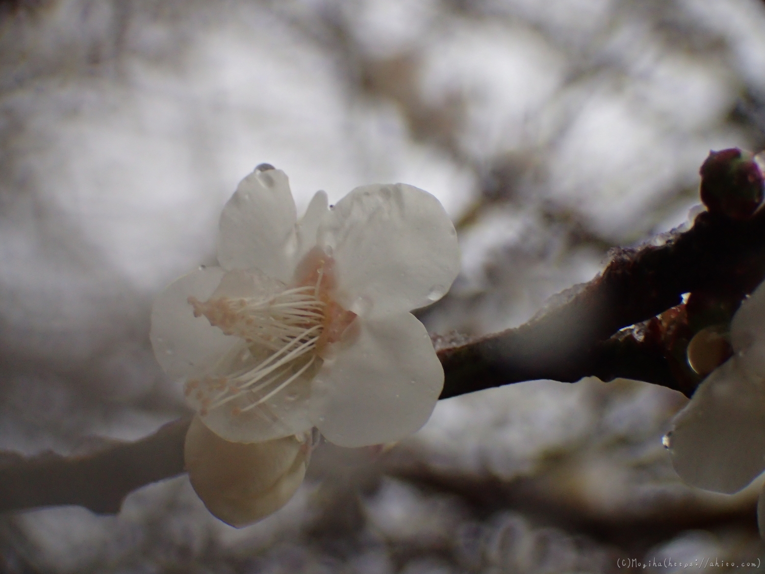 雪と梅の花 - 47