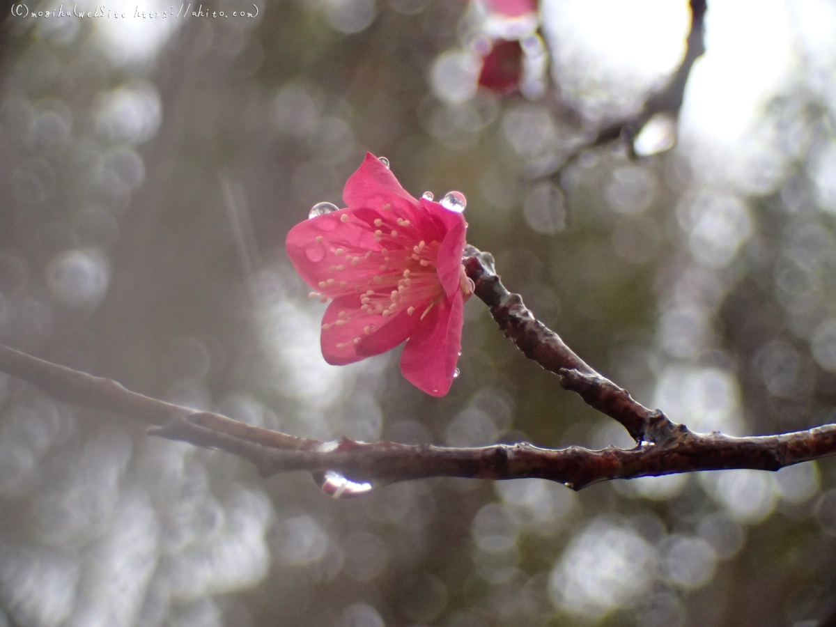 雪と梅の花 - 47