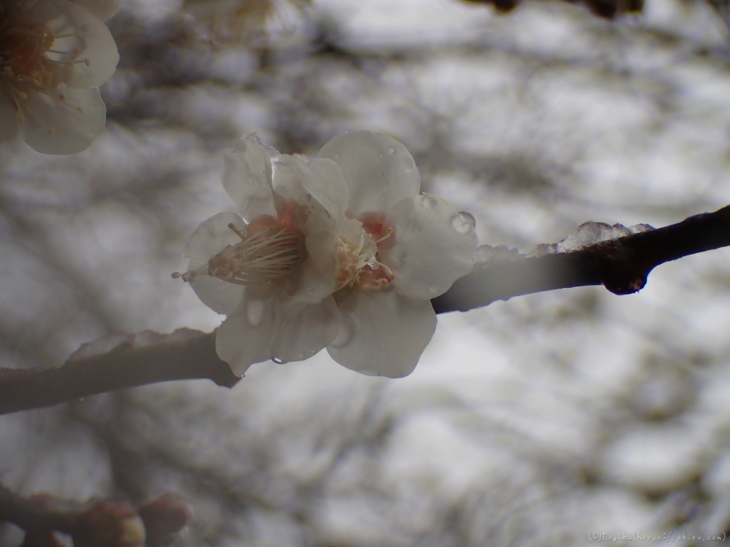 雪と梅の花 - 48