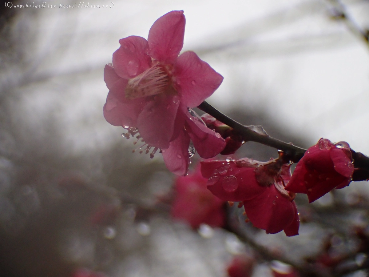 雪と梅の花 - 48