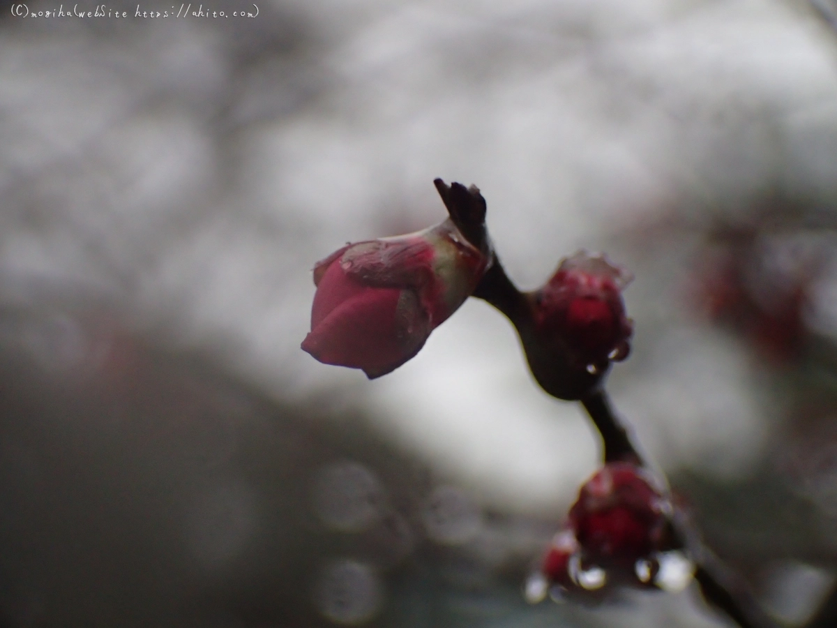 雪と梅の花 - 49