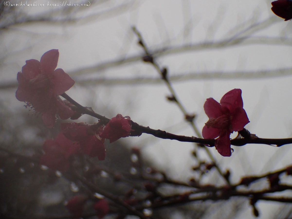 雪と梅の花 - 50