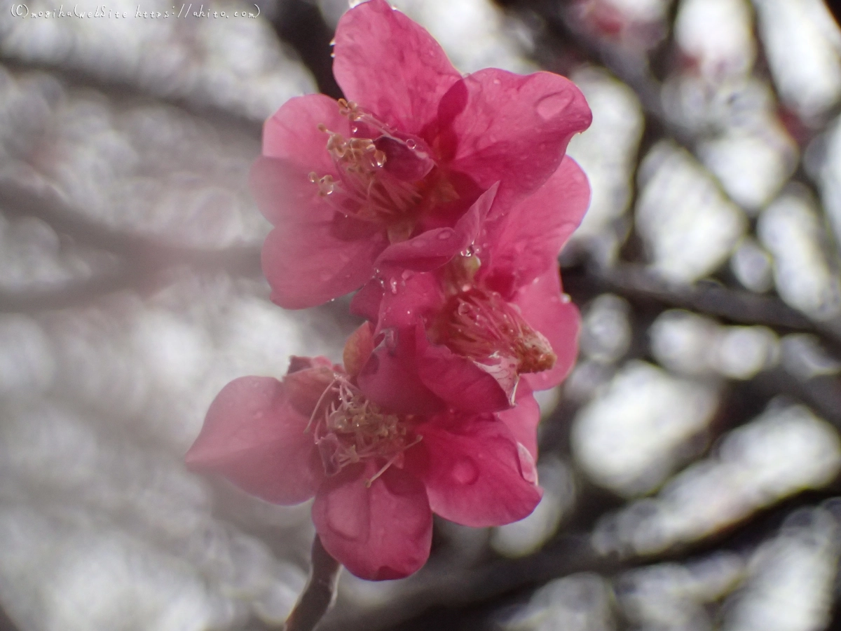 雪と梅の花 - 51