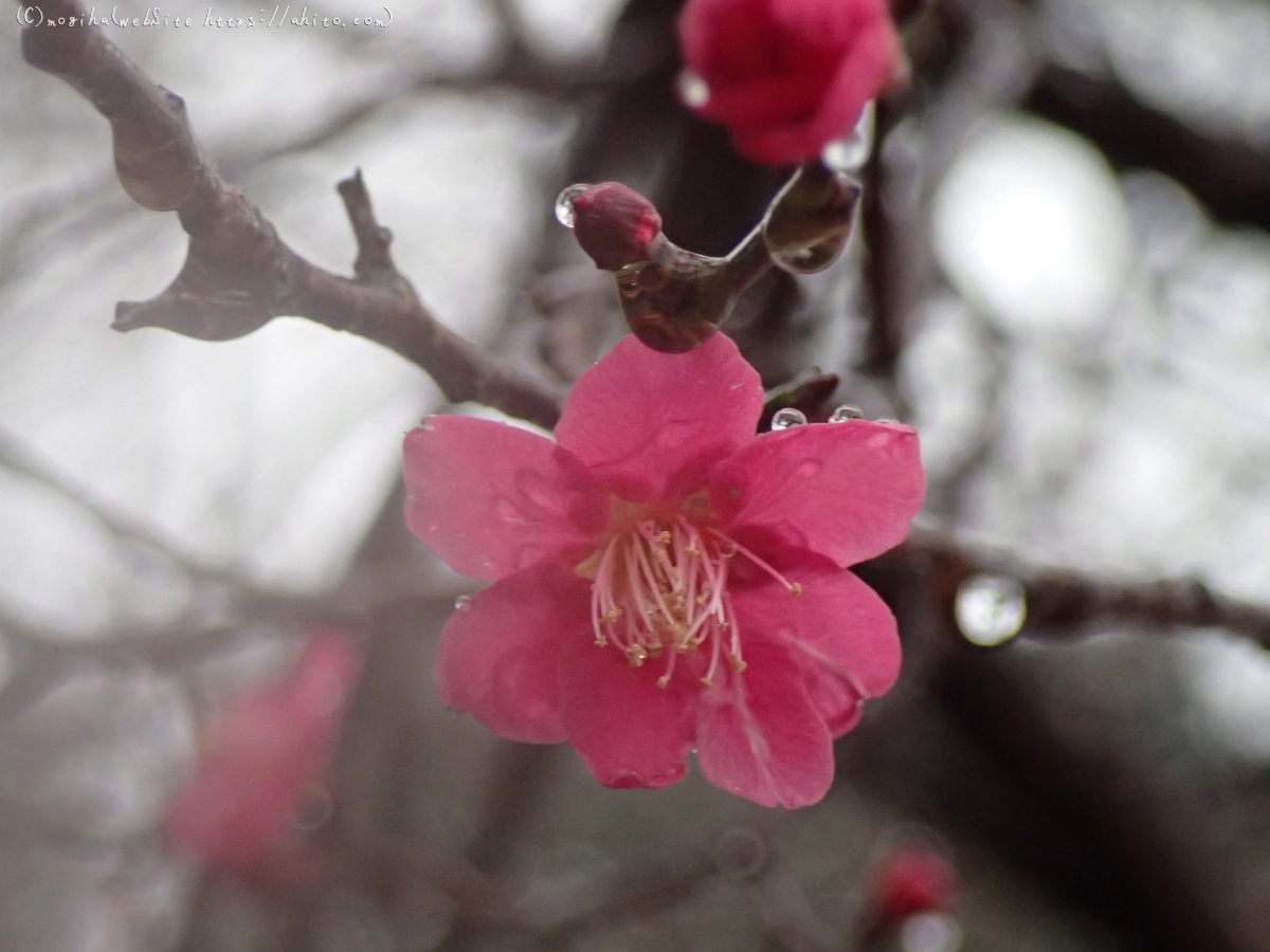 雪と梅の花 - 52