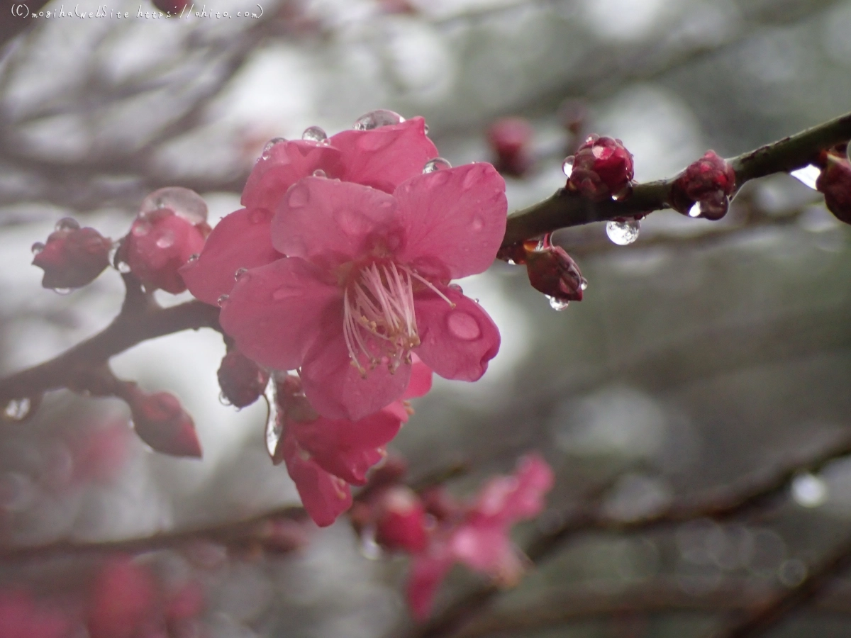 雪と梅の花 - 54