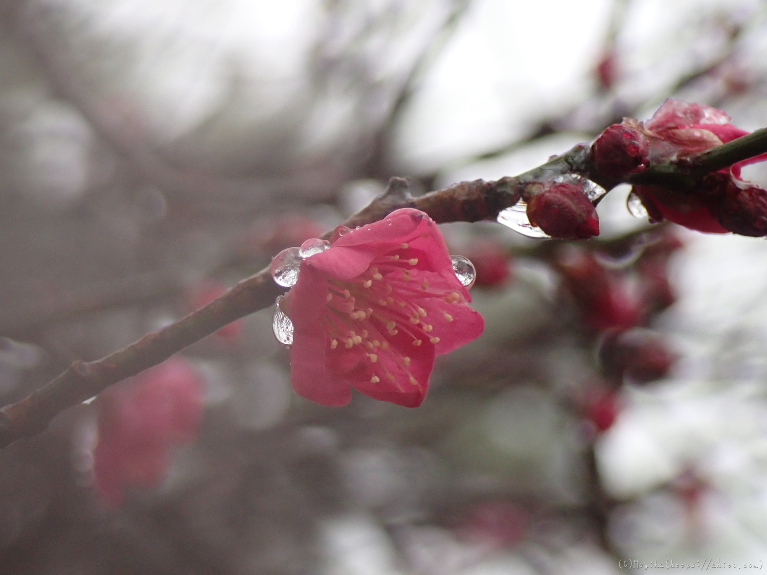 雪と梅の花 - 55