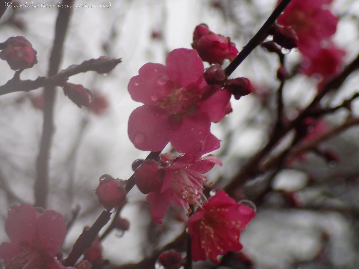 雪と梅の花 - 55