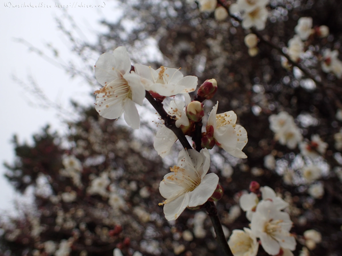 雪と梅の花 - 57