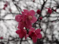 雪と梅の花