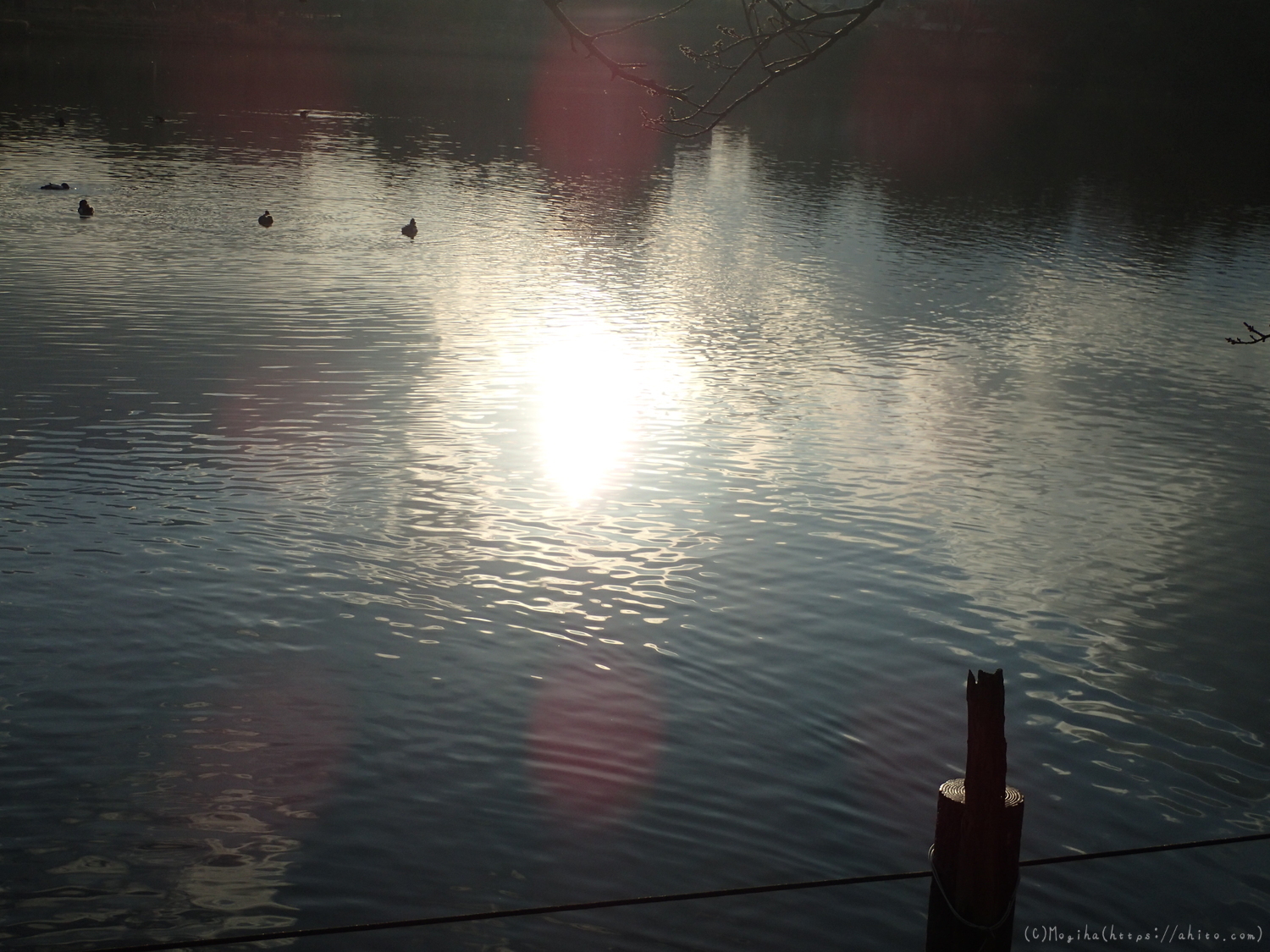 朝日の池 - 09