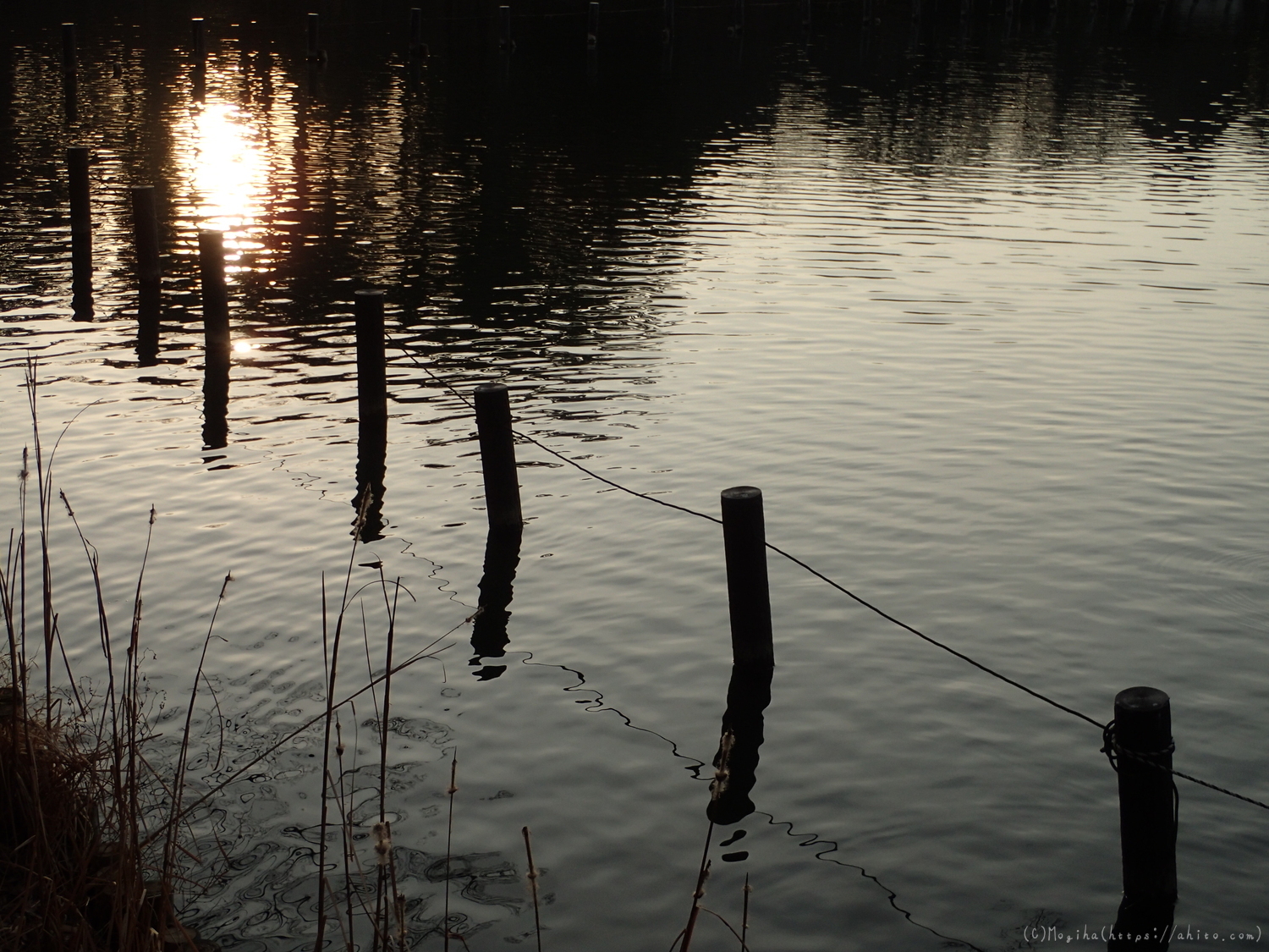 朝日と池と鴨 - 12