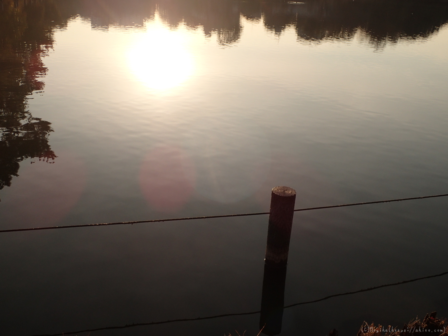 朝日と池と鴨 - 14