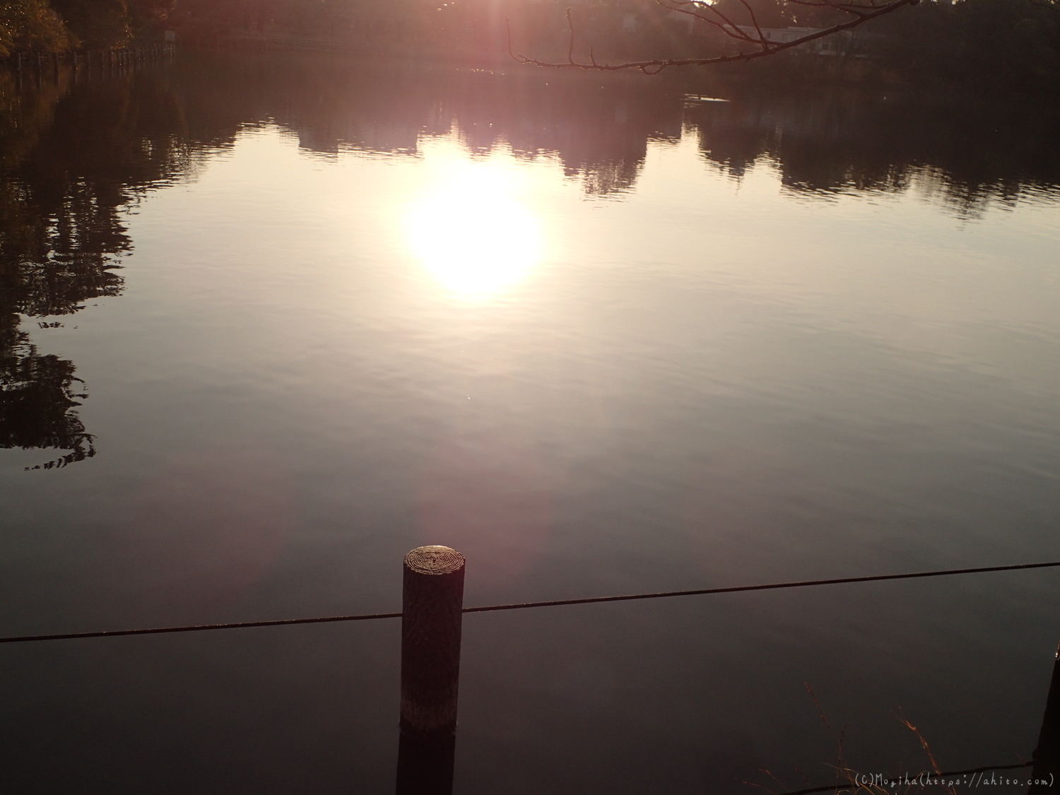 朝日と池と鴨 - 17