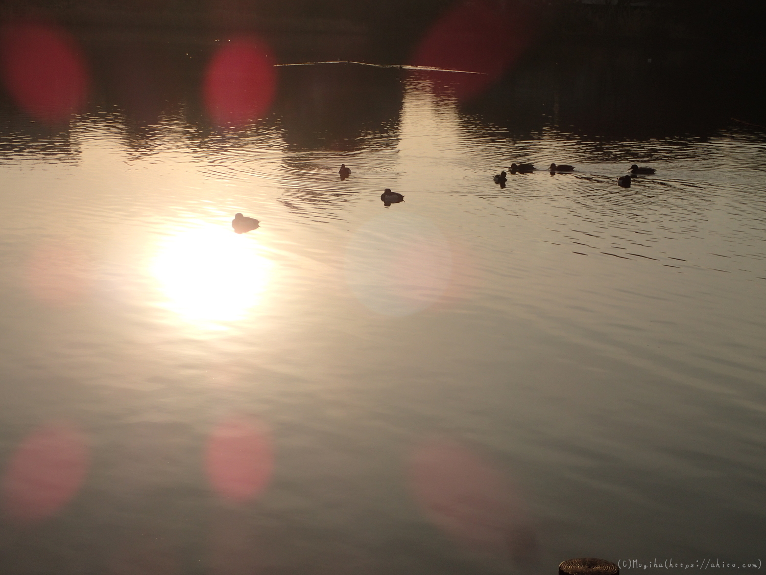朝日と池と鴨 - 21