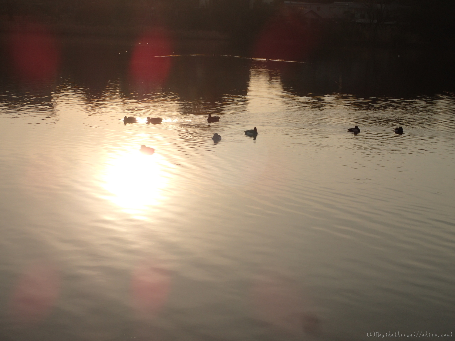 朝日と池と鴨 - 22