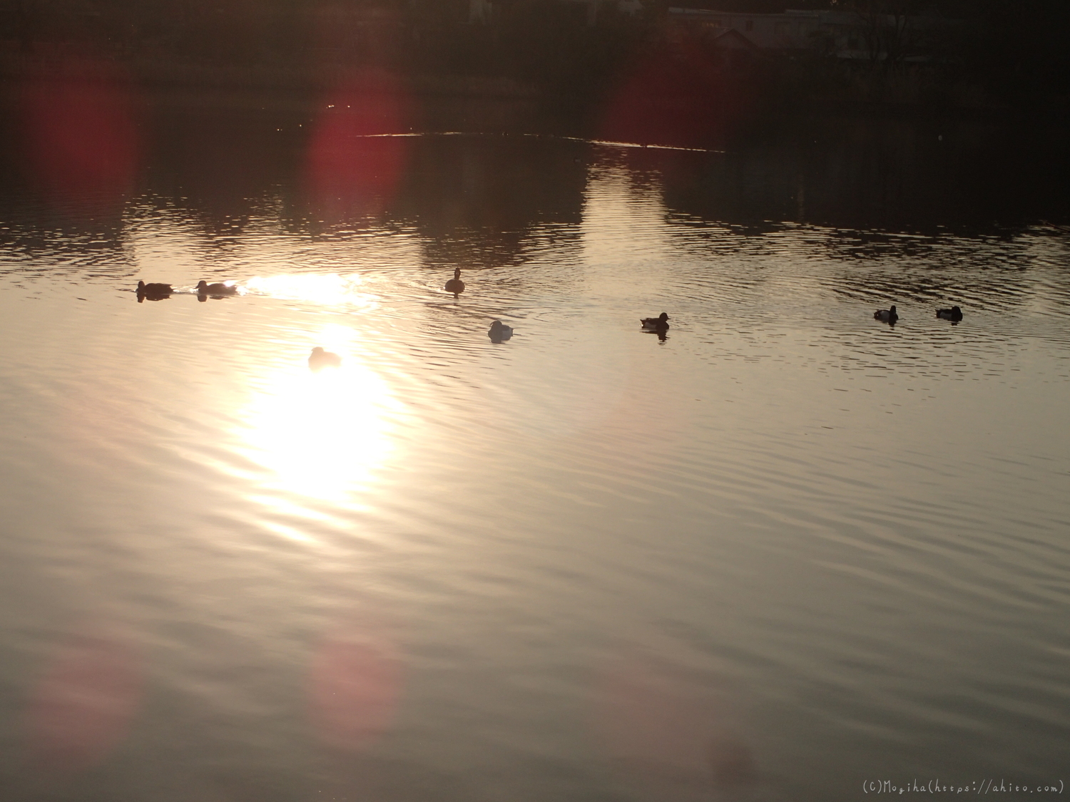 朝日と池と鴨 - 23