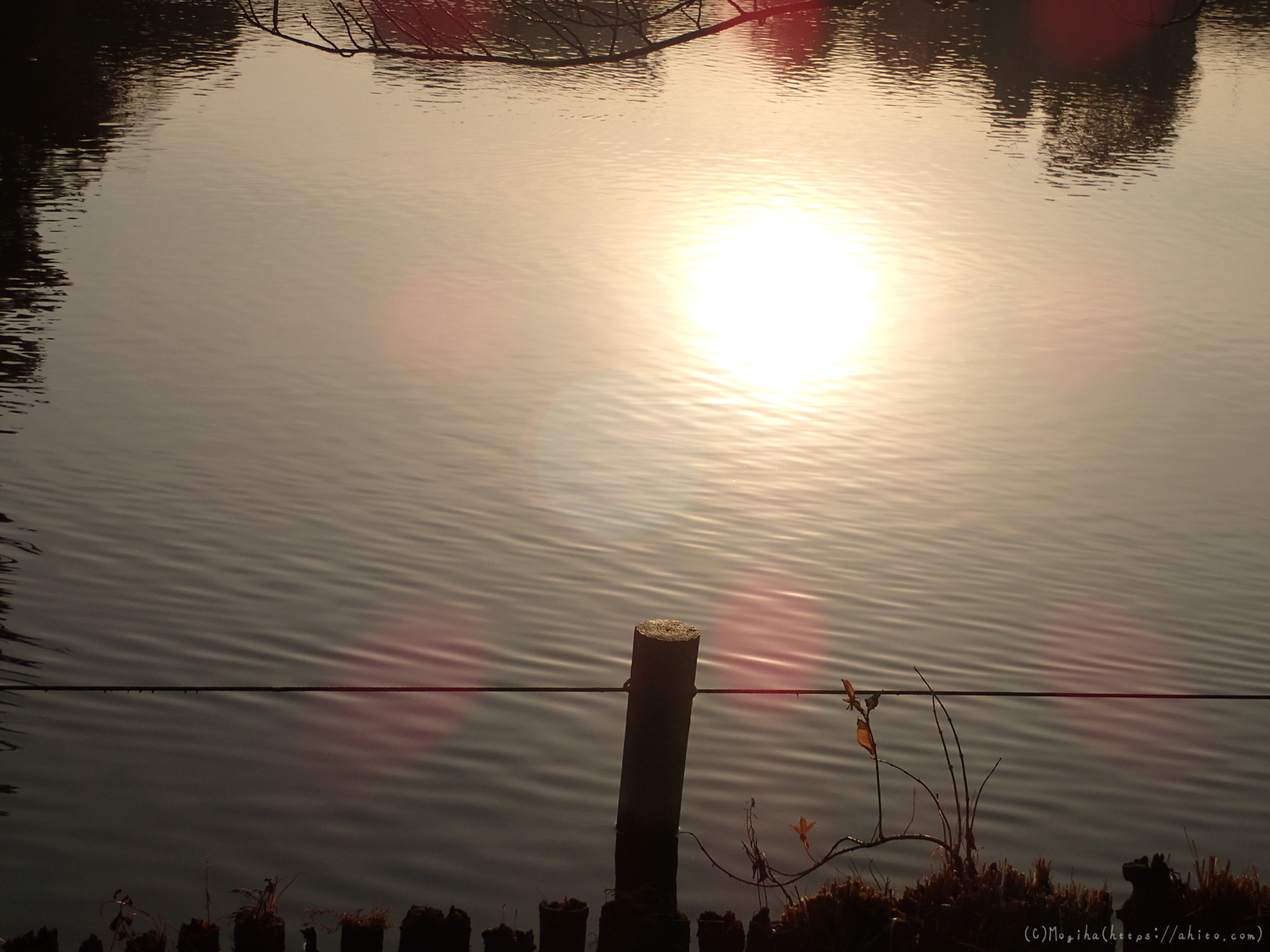 朝日と池と鴨 - 26